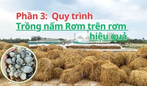 Trồng Nấm Rơm 2025: Quy trình trồng nấm Rơm trên rơm kiểu mới