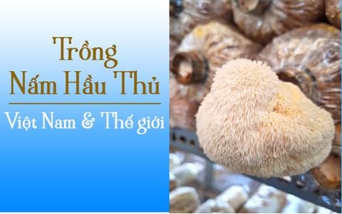 Trồng Nấm Hầu Thủ: 