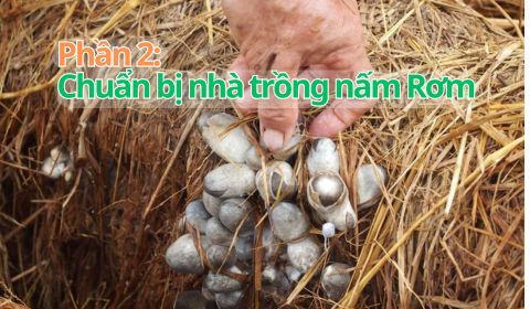Trồng nấm Rơm 2025 - Làm nhà trồng nấm Rơm chuẩn từ A-Z
