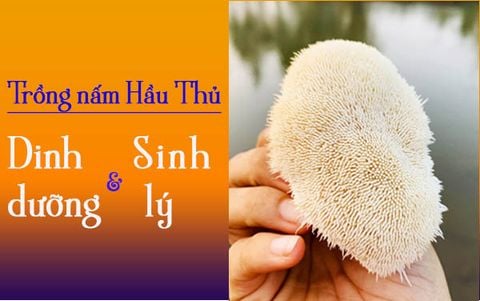 Trồng Nấm Hầu Thủ: Đặc Điểm Dinh Dưỡng Và Sinh Lý Cần Lưu Ý