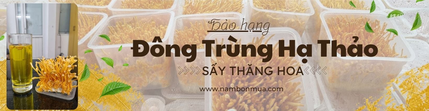 Đông Trùng Hạ Thảo sấy khô