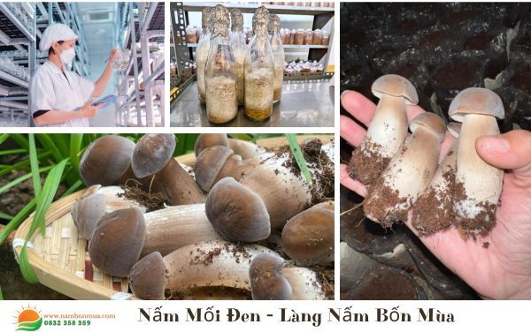 giá mua nấm Mối Đen ở Tp HCM
