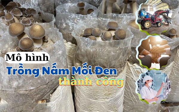 Mô hình trồng nấm Mối Đen thành công, hiệu quả.