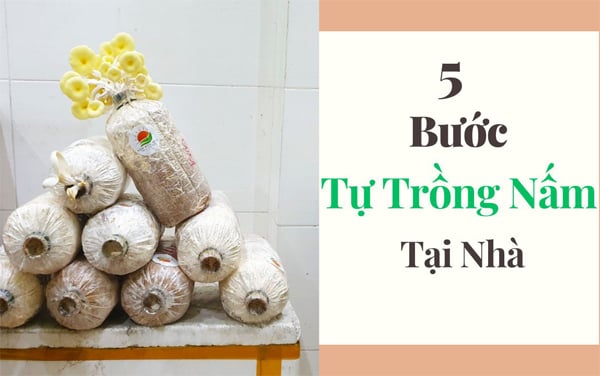 5 Bước hướng dẫn trồng nấm tại nhà đơn giản, hiệu quả.