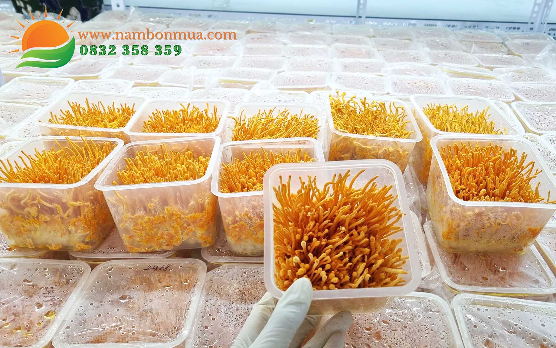 Lang nam Bon Mua ban nam Dong trung ha thao chat luong cao o tphcm.