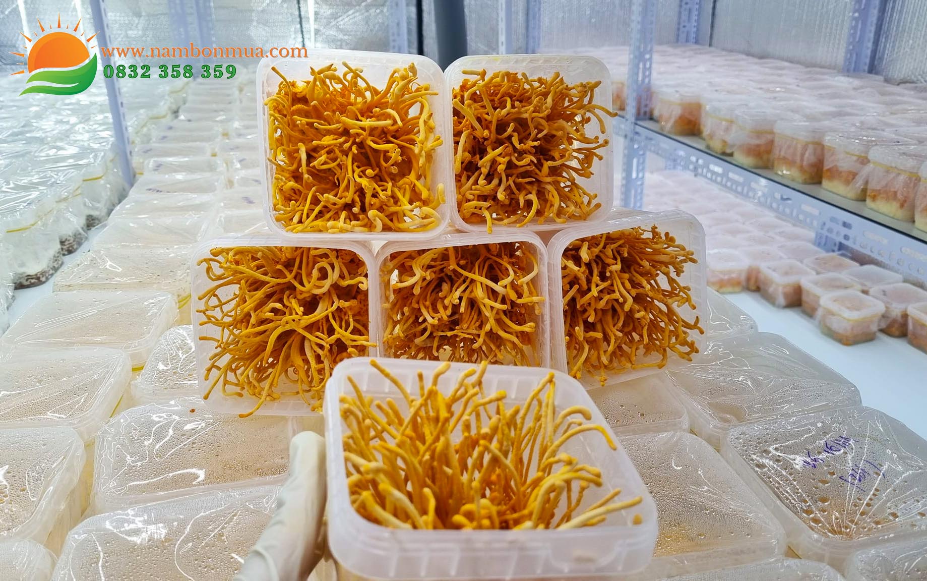 Lang nam Bon Mua ban nam Dong trung ha thao chat luong cao o tphcm.