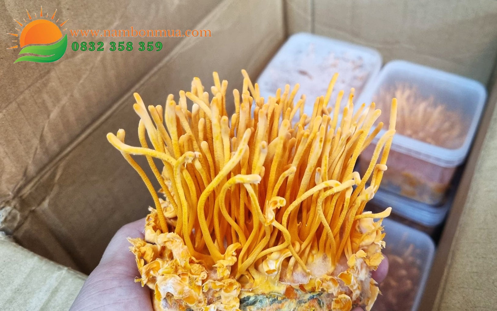 Lang nam Bon Mua ban nam Dong trung ha thao chat luong cao o tphcm.