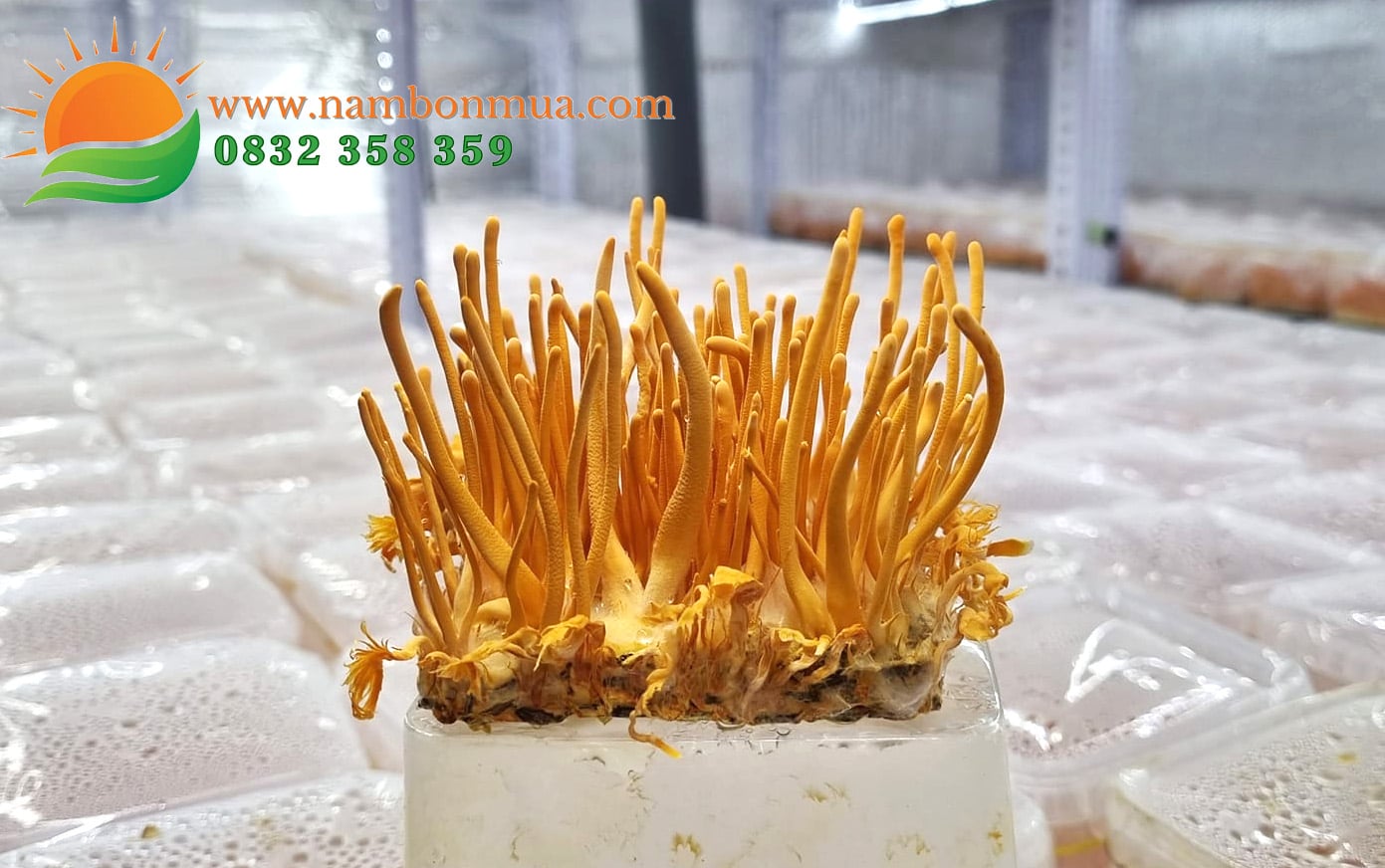 Lang nam Bon Mua ban nam Dong trung ha thao chat luong cao o tphcm.