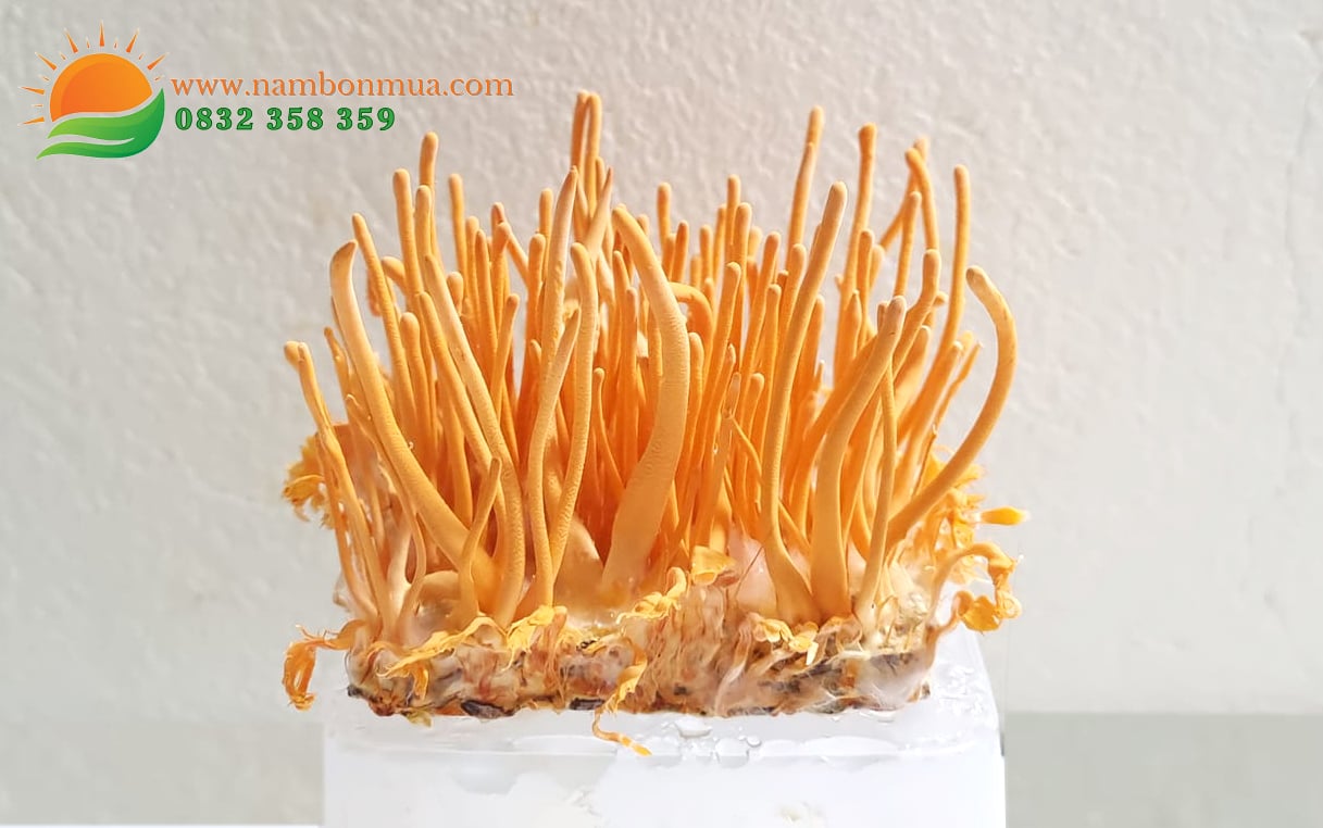 Lang nam Bon Mua ban nam Dong trung ha thao chat luong cao o tphcm.