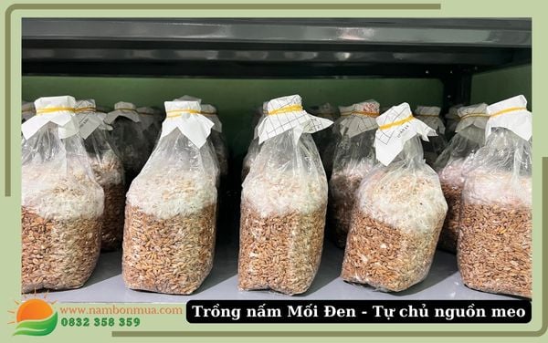 Mô hình trồng nấm Mối Đen thành công, hiệu quả.