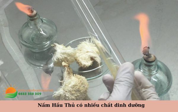 Nam Hau Thu la thuc pham tot cho nguoi bi benh tieu duong.