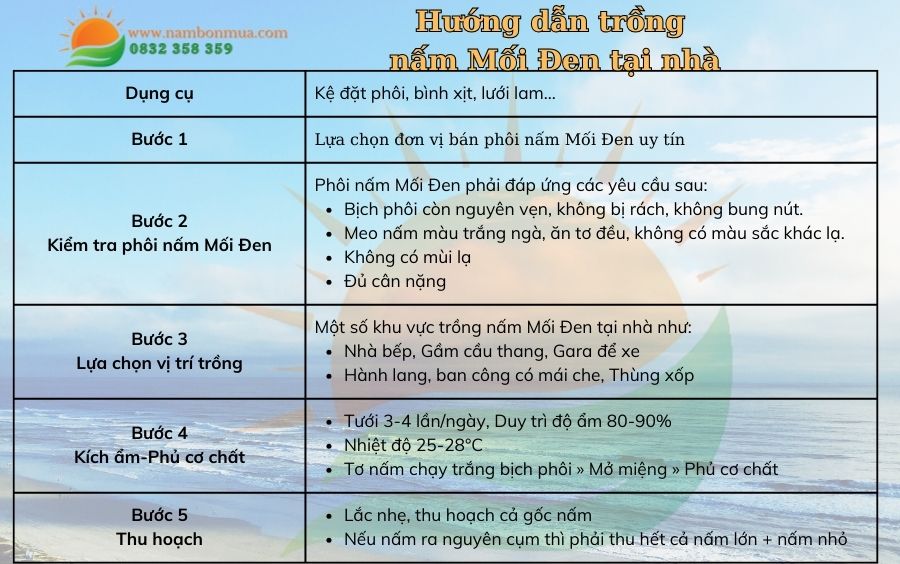 Hướng dẫn trồng nấm Mối Đen tại nhà | Chăm sóc phôi nấm Mối Đen tại nhà