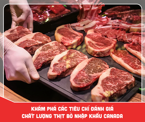 Khám phá các tiêu chí đánh giá chất lượng thịt bò nhập khẩu Canada