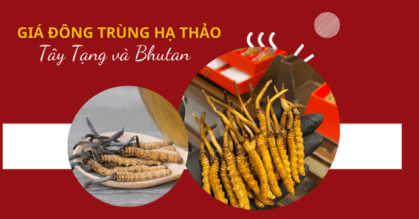 So sánh giá Đông Trùng Hạ Thảo Tây Tạng và Đông Trùng Mắt Đỏ Bhutan