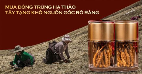 Mua đông trùng hạ thảo Tây Tạng khô, hàng thật giá thật