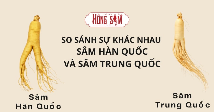 So Sánh Sự Khác Nhau Của Sâm Hàn Quốc Và Sâm Trung Quốc