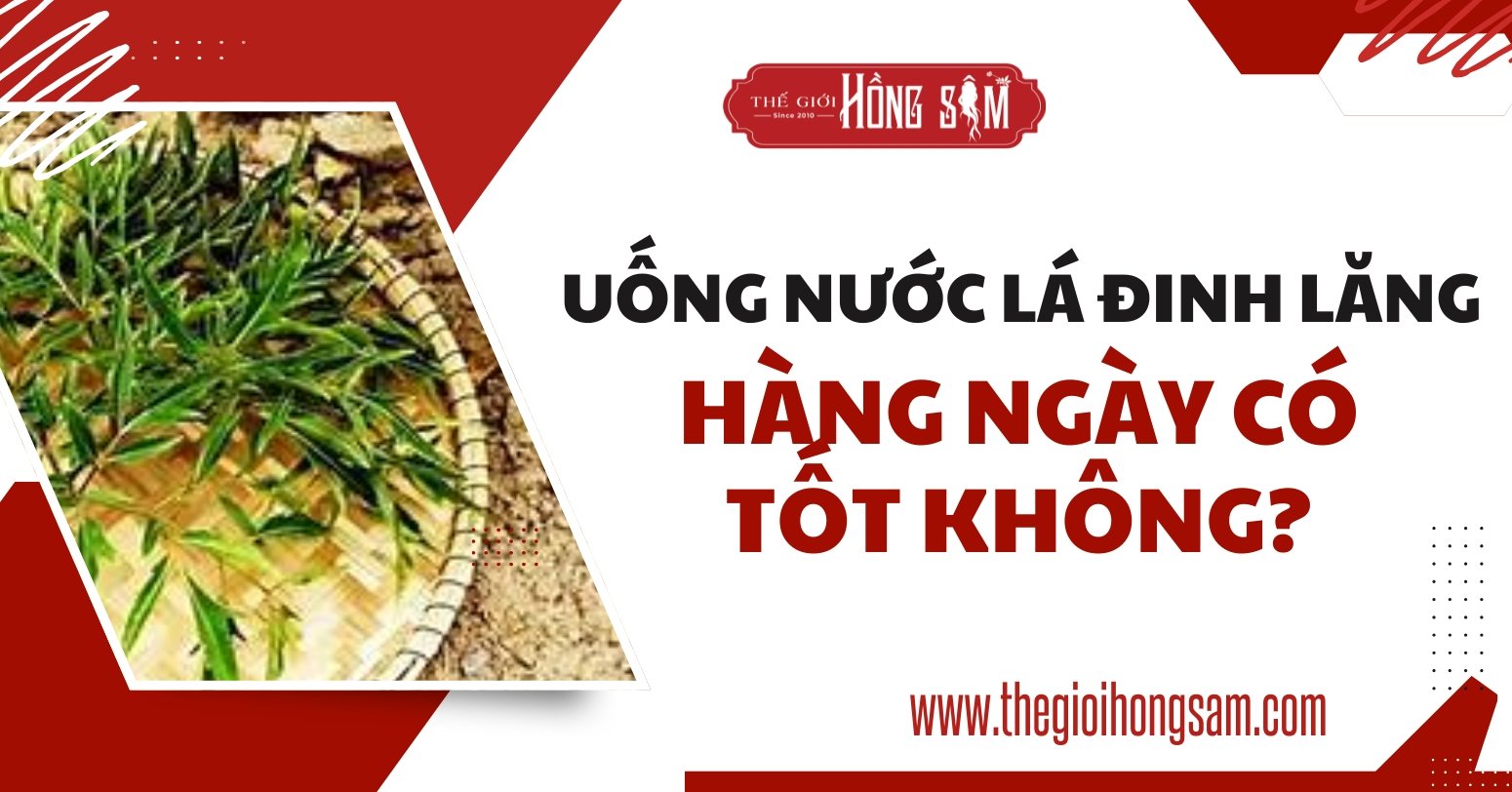 Uống nước lá đinh lăng hàng ngày có tốt không?