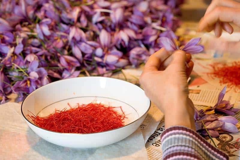 Quá trình thu hoạch nhụy hoa Nghệ Tây thủ công