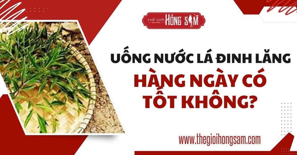 Uống nước lá đinh lăng hàng ngày có tốt không?