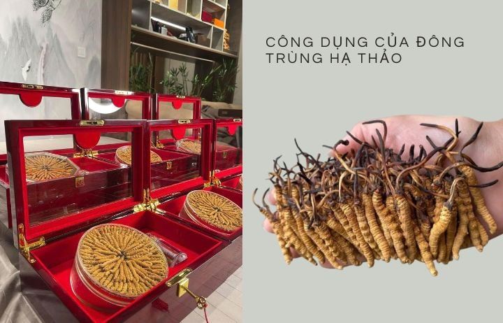 Công dụng của Đông Trùng Hạ Thảo
