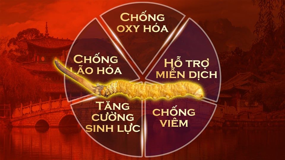 Đông Trùng Hạ Thảo Tây Tạng - Bí mật của Sức Khỏe và Sinh Lực