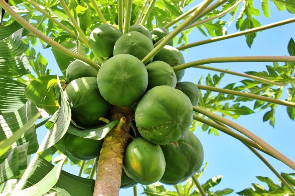 Đu đủ xanh là 1 trong những loại trái cây bà bầu không nên ăn