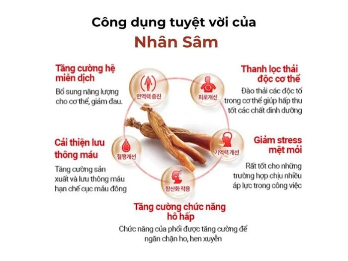 Công dụng tuyệt vời của nhân sâm với sức khỏe