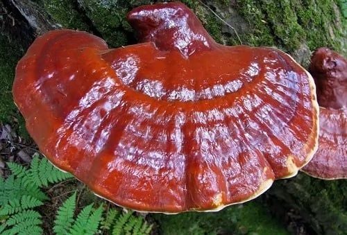 Hình ảnh bài viết