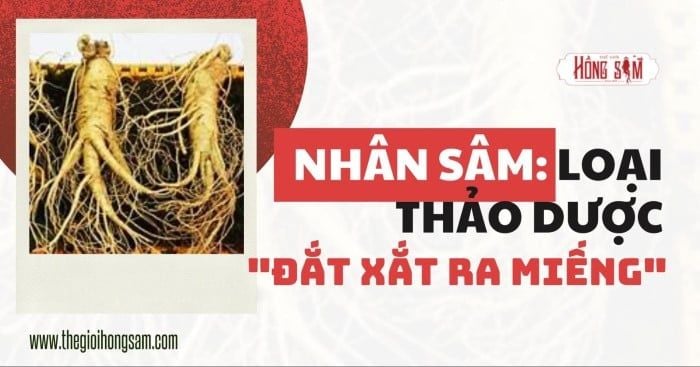Nhân Sâm: Loại Thảo Dược “Đắt Xắt Ra Miếng”