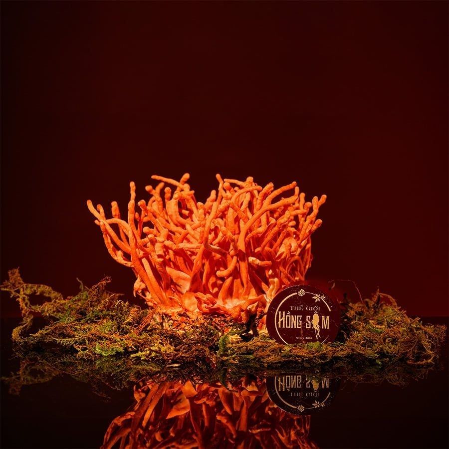 Nấm Đông Trùng Hạ Thảo