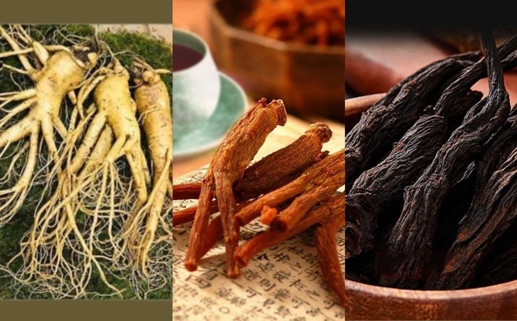 Nhân Sâm tươi - Hồng Sâm - Hắc Sâm