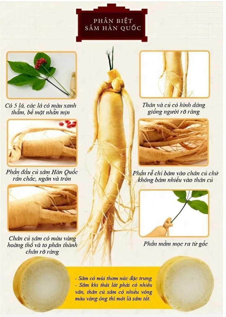 Phân biệt Sâm Hàn Quốc