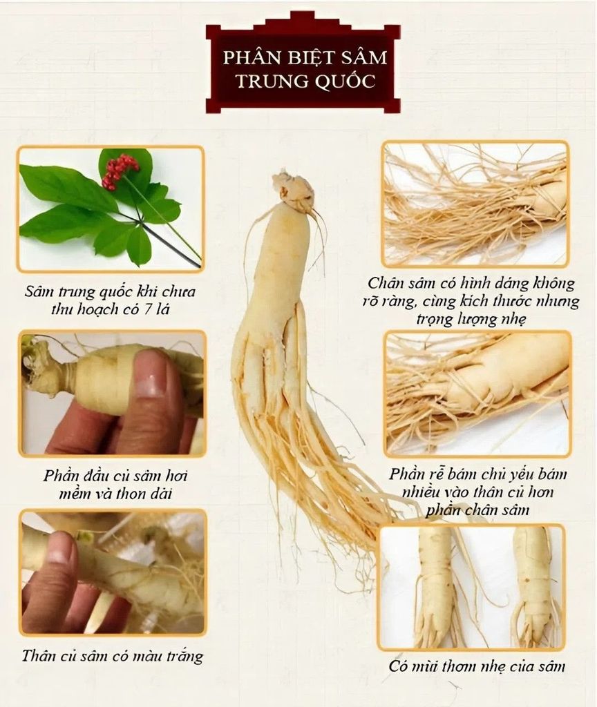 Phân biệt Sâm Trung Quốc
