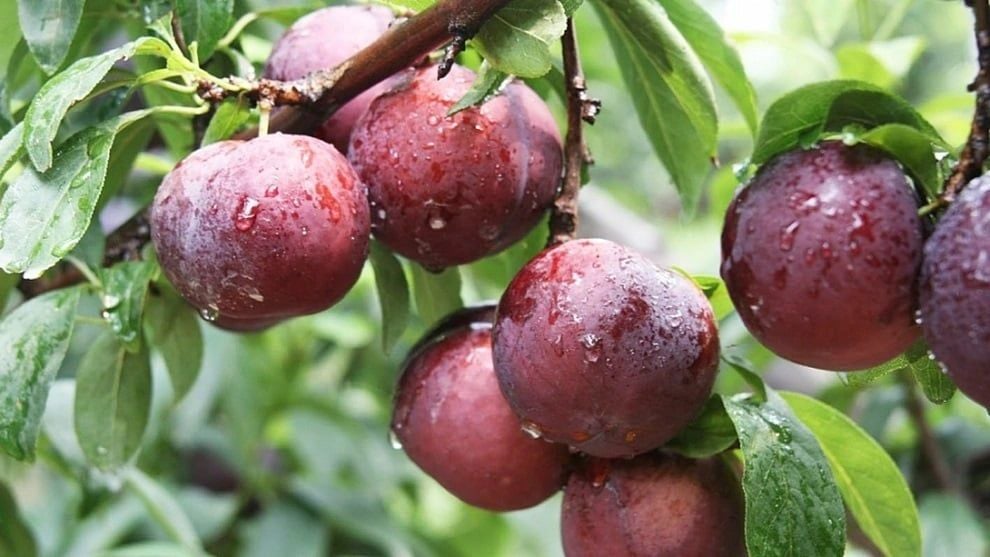 Trái mận là một trong những loại trái cây bà bầu không nên ăn nhiều