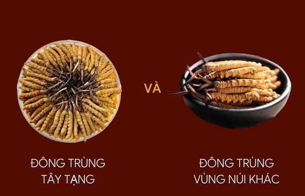 So sánh con Đông Trùng Hạ Thảo Tây Tạng với con Đông Trùng vùng khác