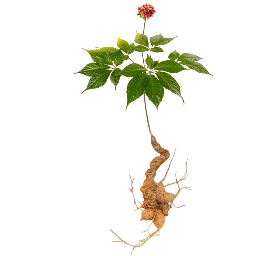 Hình ảnh bài viết