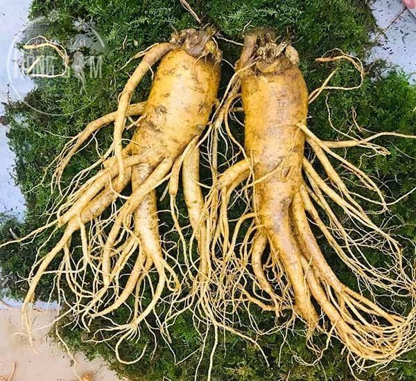 Sâm Hàn Quốc 2 củ 1 kg