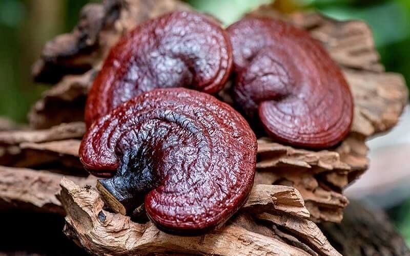 Thành phần Linh Chi Đỏ