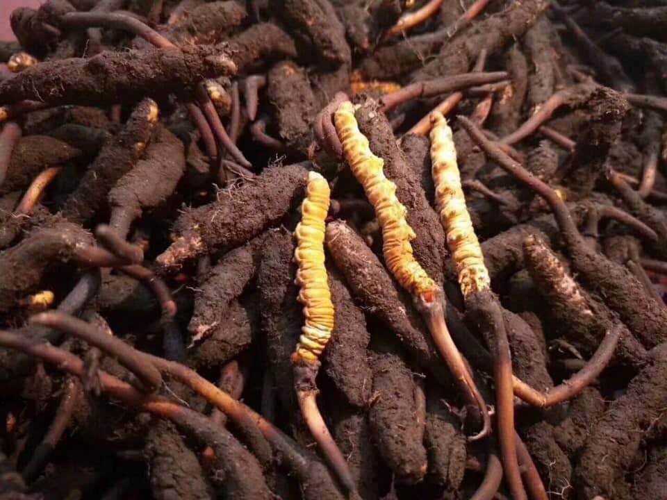 Thành phần quý hiếm con Đông Trùng Hạ Thảo