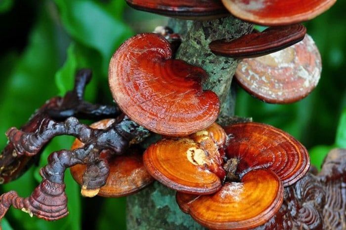 Công dụng của Nấm Linh Chi đối với sức khỏe
