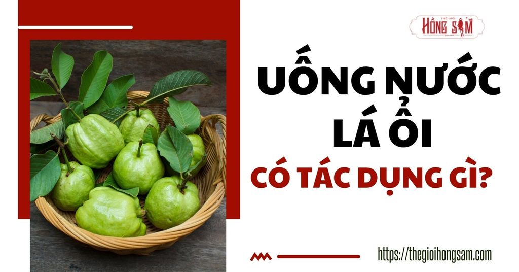 Uống nước lá ổi có tác dụng gì?