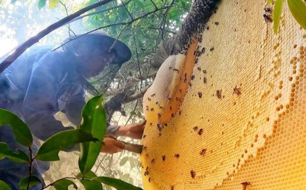 Ưu điểm của mật ong khoái