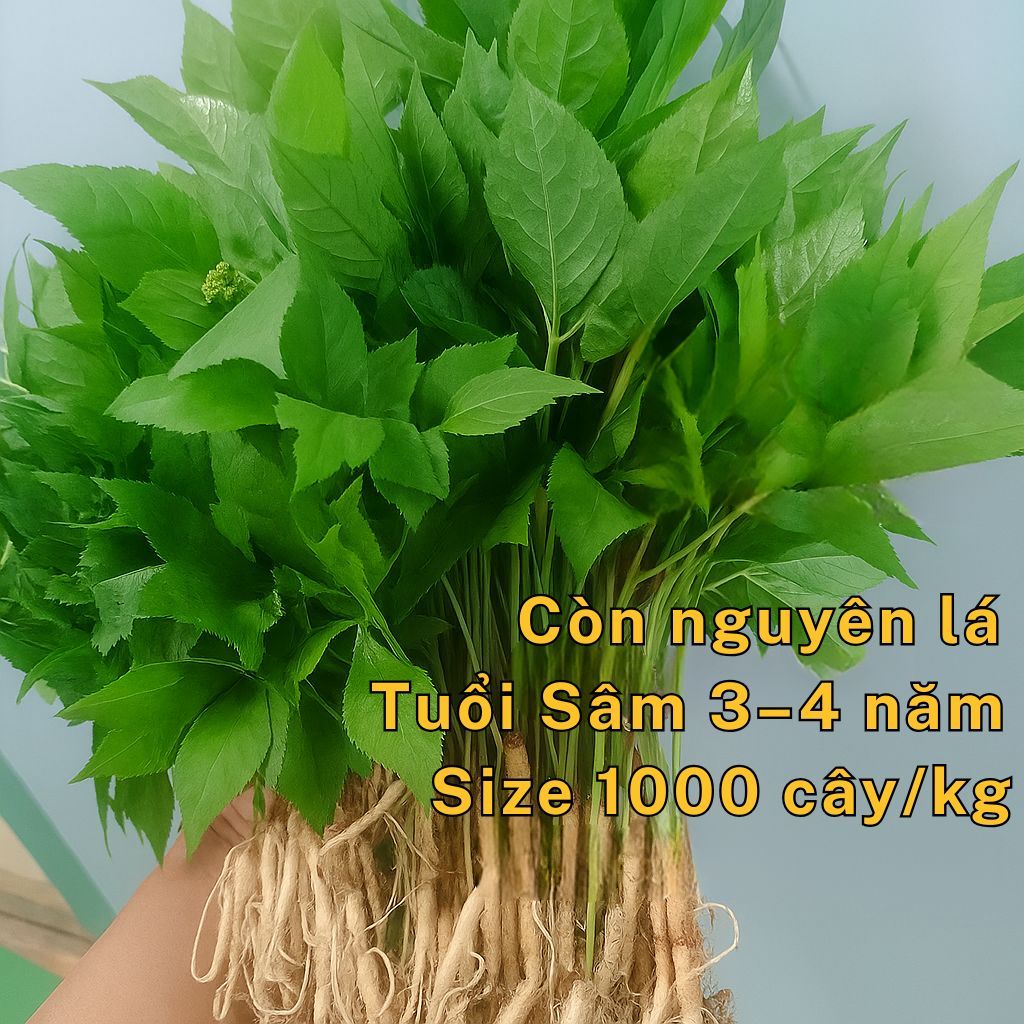 Hình ảnh bài viết
