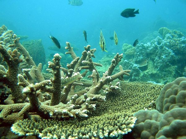 Ngắm san hô Phú Quốc ở hòn Gầm Ghì
