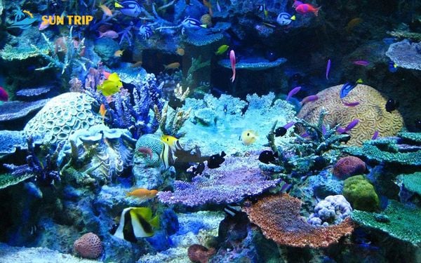 Hay khám phá thảm thực vật san hô đa dạng dưới biển