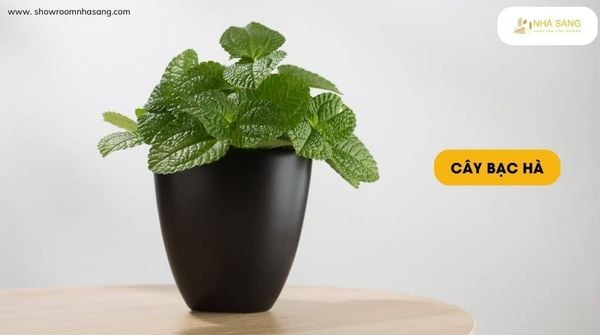 cay bac ha