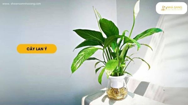 cay lan y