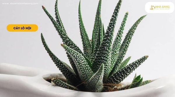 cay lo hoi