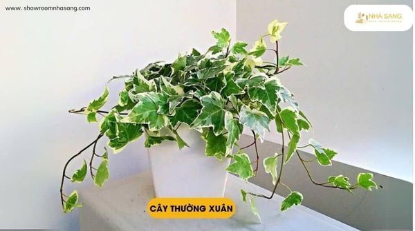cay thuong xuan