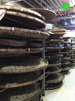 TIÊU CHUẨN SẢN XUẤT XANH CHO TƠ TẰM (English caption bellow)